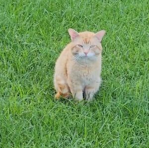 In Rememberance Of Our Outside Boy, BUDDY